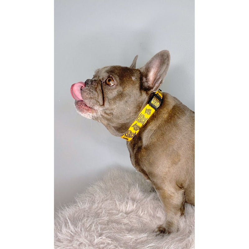 Collar Pittsburgh Steelers Pet Terrible Little Earth